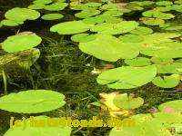 /home//u458753944/public_html/sourcegallery////Frogs/More bullfrogs/DSCN5472.JPG